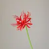 Novo Arranjo de Flores de Seda Simulada Bianhua Flor Manzhushahua Modelo para Casa Decoração de Sala Casamento Flor Artificial Orquídea Vento e Chuva