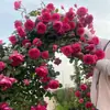 Plántulas de Rosales Trepadores con Aroma Fuerte, Flores Grandes, Plantas Trepadoras para Jardines, Flores en Maceta para Balcones, Rosas Trepadoras para Todas las Estaciones
