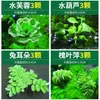 Paisajismo para Tanque de Tortugas, Plantas Verdes para Tanque de Tortugas, Plantas Acuáticas, Lechuga de Agua en Cultivo de Agua, Especial para Eliminar el Amarilleamiento, Desodorizar y Purificar el Agua para el Cuidado de Tortugas
