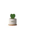 Árbol de la Fortuna de las Cinco Bendiciones Planta de Interior Pequeña en Maceta Planta Verde Pequeña para Escritorio de Oficina Planta en Maceta Flor de Interior Planta en Maceta