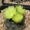 Planta de Cactus de Jade G Feihua en Maceta Florece Toda las Estaciones, Purifica el Aire, Absorbe Formaldehído, Lugar de Escritorio, Flores y Verdes de Oficina