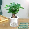 Árbol del Dinero Pequeño en Maceta Plantas Verdes de Escritorio Plantas Verdes de Interior Árbol del Dinero al por Mayor Plantas Verdes Árbol del Dinero Perenne Todo el Año
