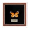 Especimen de Mariposa Real Colgante de Madera Estilo Nórdico Simple Moderno Regalo de Cumpleaños Marco de Fotos de Madera Simple