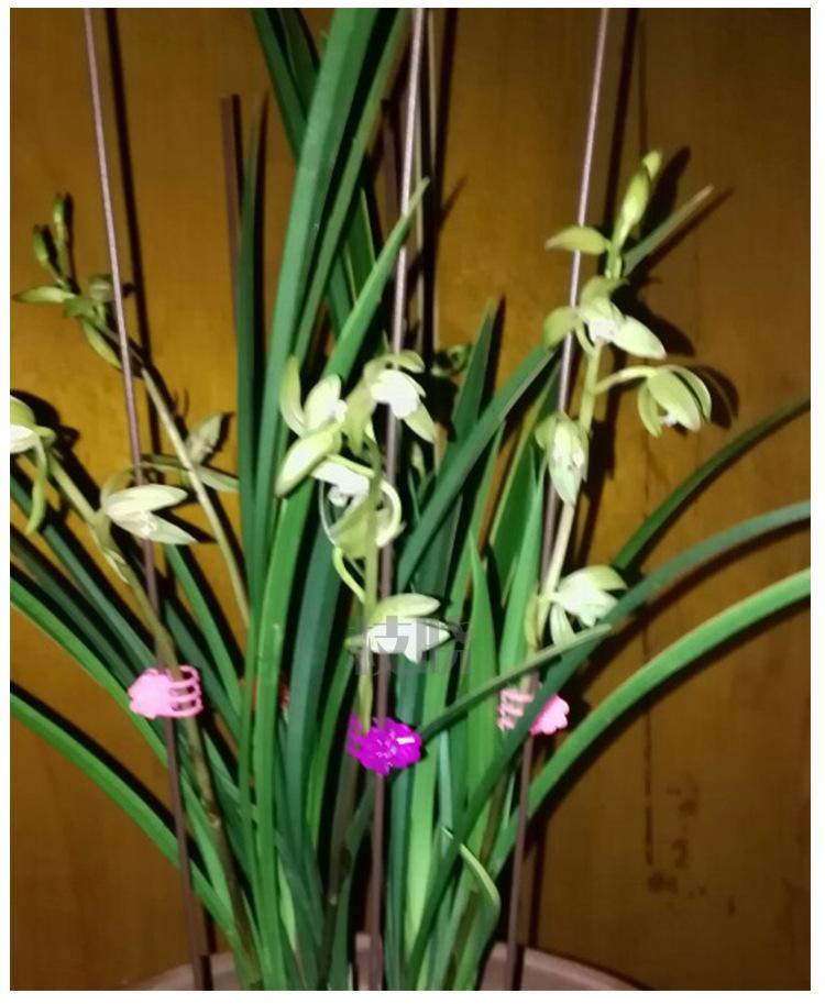 兰花支架_08.jpg