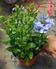 Plántulas de Copo de Nieve Azul Macetas Floración de Balcón Observación de Flores Plantas Resistentes al Calor y Fáciles de Cultivar Jardín Patio Enredaderas Trepadoras Enredaderas de Flores Trepadoras Copos de Nieve Blancos