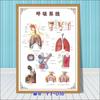 Diagrama esquemático del sistema anatómico visceral humano. Póster médico de pared con diagrama de la estructura del corazón y los órganos humanos.