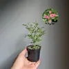 Rosa Japonesa con Capullos Planta Verde en Maceta para Floración Durante Todo el Año en Alféizar de Ventana o Balcón
