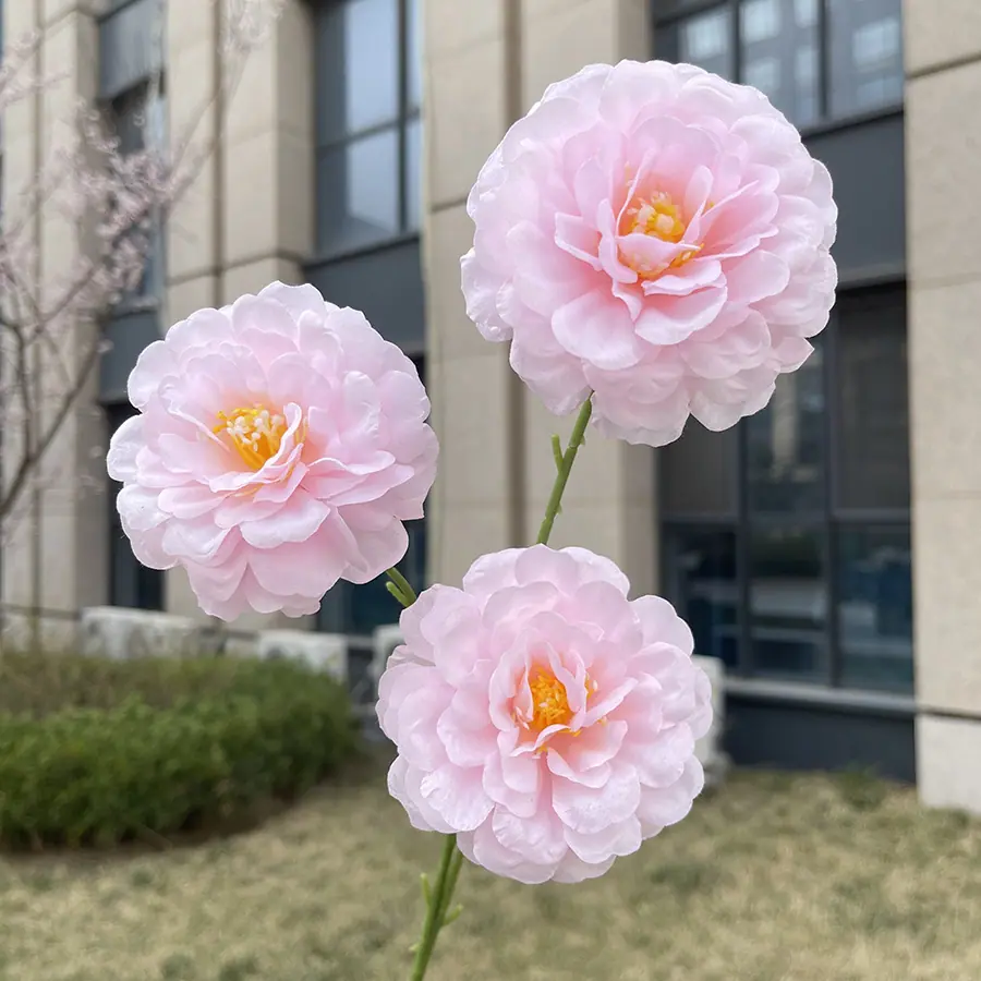 3头水芙蓉-xzmjcx-粉色.JPG