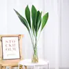 Plantas hidropónicas, una orquídea de una sola hoja en una maceta, vegetación interior popular, de hoja perenne durante todo el año, adecuada para salas de estar, plantas acuáticas fáciles de cuidar