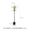 Cacto Cacto Em Vaso Plantas Verdes Falsas Tropicais Paisagismo de Deserto Plantas Verdes Falsas Enfeites Decorativos de Cacto