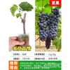 Plántulas de Vid Rosa Sunshine, Plantas en Maceta, Empaquetadas con Tierra, Plántulas de Árbol Frutal Adecuadas para Plantar Tanto en Regiones del Norte como del Sur, Plántulas de Vid que Dan Fruto el Mismo Año