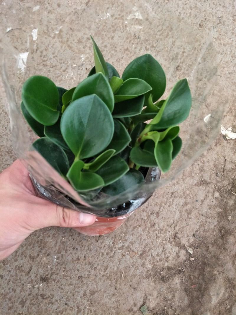 豆瓣绿详细9.jpg