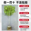 Plántulas de Osmanthus Árbol Grande Nativo Osmanthus Dorado de Agosto Patio Exterior Balcón Plantas Florecen Todo el Año Flor Interior Plantas en Maceta