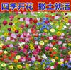 Sementes de Centáurea Perene no Atacado de Várias Regiões, Sementes de Dianthus Multicolores, Flores Medicinais, Flores de Trigo Gigantes, Sementes para Jardinagem