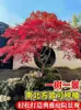 Plántulas de arce rojo, plantas rojas de maceta de cuatro estaciones, Arce japonés rojo Red Dance Queen, fáciles de cuidar en todas las estaciones, adecuadas para patio y uso interior, bonsái de planta resistente al frío