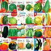 Semillas de Verduras Sembradas en Macetas para Todas las Estaciones, Balcón Patio, Cilantro, Hojas Verdes, Frijoles, Lechuga, Chalotes, Semillas de Espinaca