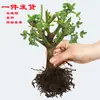 Flor Rosa Velho Tronco Velha Raiz Quatro Estações Vaso Interna Floração Contínua Grande Fragrante Varanda Ornamental Planta Verde Entrega