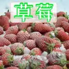 Frutas Vermelhas Congeladas de Baixa Caloria Amoras Mirtilos Frescos Framboesas Congeladas Morangos Congelados Frutas Vermelhas com Baixo Açúcar para Assar
