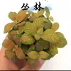 Planta Verde Mini Interna Rede Grama Flor Pequena Musgo Micro Paisagem DIY Vaso Tanque de Água e Terra Bonsai