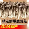 Hongo de Astas Seco 500g Ingredientes Premium de Hongo de Astas para Sopa Hongos Comestibles del Noreste Hongos Silvestres Hongos Shiitake