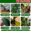Fertilizante Mixto Especial para Orquídeas Phalaenopsis para Promover el Crecimiento de Raíces Tuberosas, Mejorar el Suelo, Suelo Nutritivo de Liberación Rápida, Fertilizante para Plantas en Maceta al por Mayor