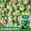 Semillas de Calabacín Redondo Jingli Base de Jardín de Vegetales de Tierras de Cultivo Calabacín Híbrido Calabacín Multirredondo Semillas de Vegetales