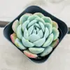 Base de planta suculenta autoproducida y autovendida al por mayor suculentas pequeñas combinación de flores plantas en maceta plantas carnosas Lithops Haworthia