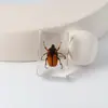 Especímenes Delgados de Insectos Reales, Adornos de Escritorio de Animales Reales, Escorpiones, Tortugas Doradas, Cigarras, Materiales Didácticos para Niños, Manualidades de Resina