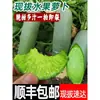 Rábano Fruta, Dulce y Crujiente, Tipo Fruta, Envío Gratis Vía Sf Express, Rábano de Weifang, Rábano Verde de Suelo Arenoso de Weixian, 5 kg Fresco para Comer Crudo