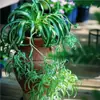 Planta en maceta Chlorophytum de hoja rizada corazón dorado, planta pequeña de escritorio para oficina de chica francesa, planta verde colgante de interior, Chlorophytum de borde dorado
