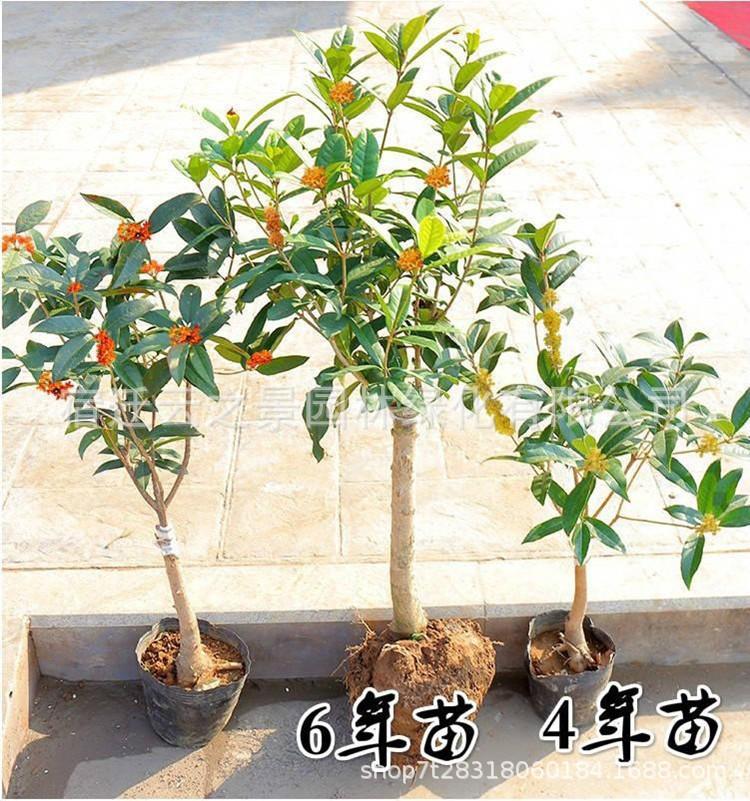 桂花详细20.jpg