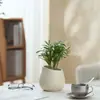 Ins Jiuli Escandinavo Planta Verde Fragante en Maceta Florales Oficina Sala de Estar Escritorio Interior Adornos Purificar el Aire y Eliminar Formaldehído