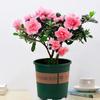 Planta de Azalea en Maceta con Capullos de Flor, Planta Grande Madura, Florece Todo el Año, Adecuada para Balcón y Visualización en Interiores, Planta Perenne Verde