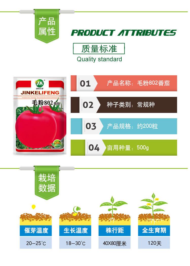 毛粉802番茄