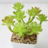 Suculenta Simulada Cabeça de Flor Suculenta Simulada Bonsai Simulado Acessórios DIY Fabricante Cor Personalizada Conjunto de Cabeças de Flor Suculenta