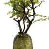[Ligustro Popular de Folhas Pequenas] Plantas verdes recém-cortadas para exibição hidropônica, plantas de interior fáceis de cuidar para todas as estações, perfeitas para salas de chá