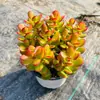 Base de planta suculenta autoproducida y autovendida al por mayor suculentas pequeñas combinación de flores plantas en maceta plantas carnosas Lithops Haworthia