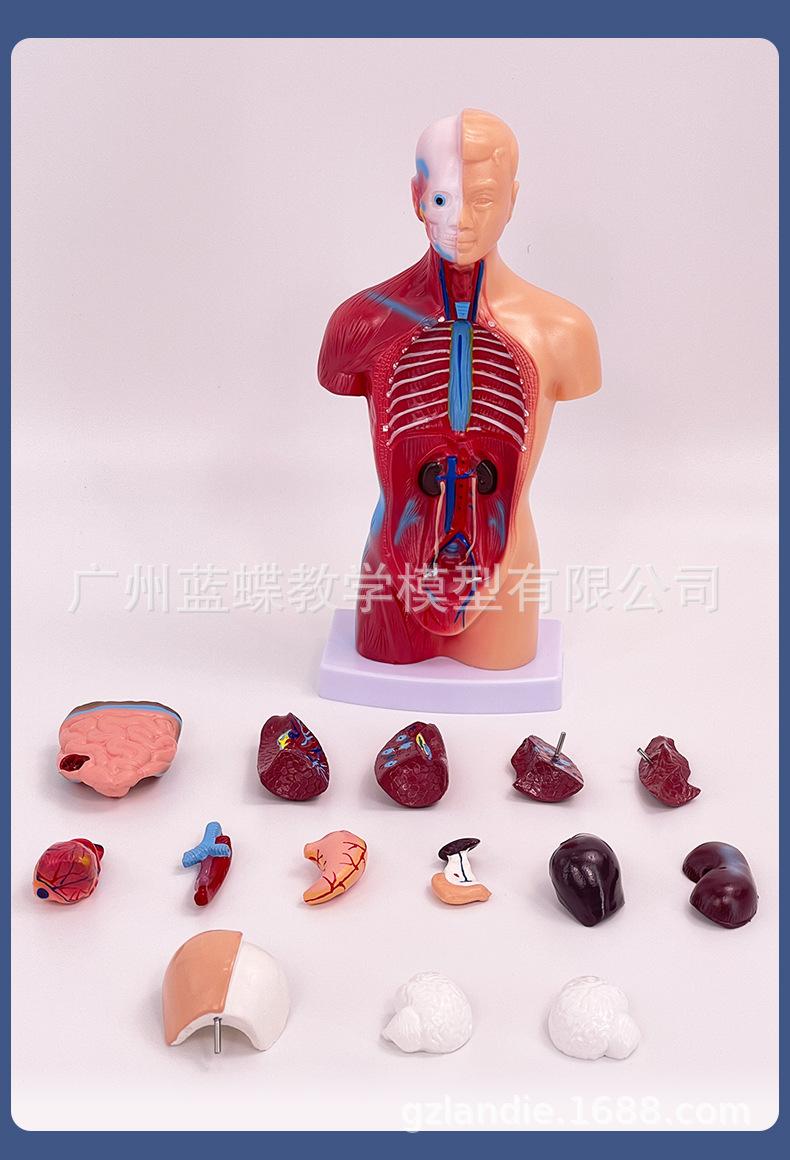 26cm躯干_11