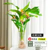 Ave del Paraíso Planta Hidropónica Sala de Estar Casa Próspera Planta Verde Interior Strelitzia Reginae Todo el Año Absorción de Formaldehído Oficina Escritorio Planta en Maceta