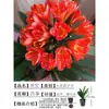 Clivia de Cuatro Estaciones en Maceta Cabeza Redonda Monje con Capullo de Flor Flor de Phalaenopsis Bonsái Interior Planta Verde Fácil de Cuidar para Sala de Estar