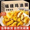 Cogumelo Frango da Floresta Seco Pacote de Cogumelos Especialidade Local de Fujian Cogumelo Delicadeza da Montanha Ingredientes para Sopa de Cogumelos Cogumelo Seda Amarela 500g Cogumelo Veludo