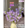 Flores Que Florescem por Muito Tempo e São Fáceis de Cultivar, Lírios, Sino dos Ventos, Flores de Corte Frescas, Plantas Hidropônicas de Cabelo Reto de Yunnan, Rosas, Arranjos de Flores de Interior