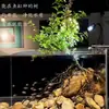 Tanque aquático e terrestre verão espécime antigo planta em vaso água mirica hidropônico paisagismo original de aquário plantas aquáticas plantas verdes enfeite nativo tanque