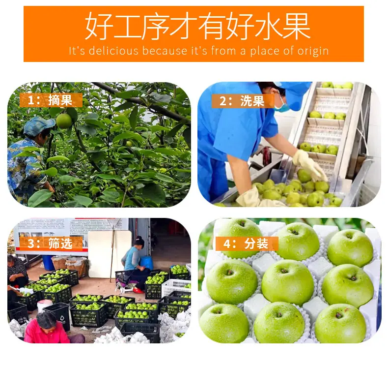 安徽砀山青皮梨 酥脆香甜青梨当季青梨子翠冠梨香酥雪梨新鲜水果详情图5