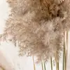 Flores Secas de Caña Pequeña, Flores Preservadas, Venta al por Mayor desde Fabricante, Ramos de Flores Secas de Caña Pampas Pequeña, Adornos de Decoración para Bodas Nórdicas