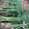 Plántulas de Bambú, Plantas de Bambú de Patio, Plantación Exterior Perenne, Bambú Púrpura Feng Shui para Balcón, Bambú Luohan en Maceta para Interior