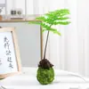 Bola de Musgo de Helecho de Fósforo Rojo Planta Verde Helechos para Nichos de Oficinas Interiores y Estudios, Tolerante a la Sombra, Nuevo Estilo Zen Chino Bonsái para Mesas de Café