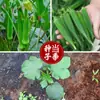 Semillas de Okra, Huertos Familiares Se Pueden Cultivar en Maceta, Cálido, Fruta Grande, Semillas de Verdura Okra Verde Fragante