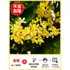 Plántulas de Osmanthus Árbol Grande Nativo Osmanthus Dorado de Agosto Patio Exterior Balcón Plantas Florecen Todo el Año Flor Interior Plantas en Maceta