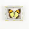 Mariposa Ojo de Esmeralda Azul Mariposa Real Imán para Refrigerador Espécimen Marco de Fotos Terminado Regalo de Gama Alta Pintura Decorativa
